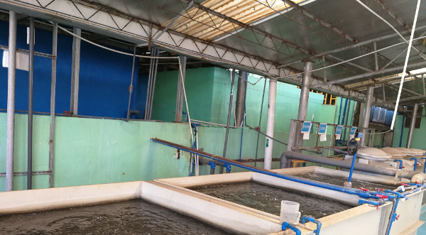 污水总磷超标如何治理