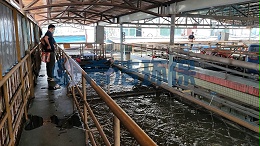 表面处理及电镀工业园污水处理厂-菌种（图）